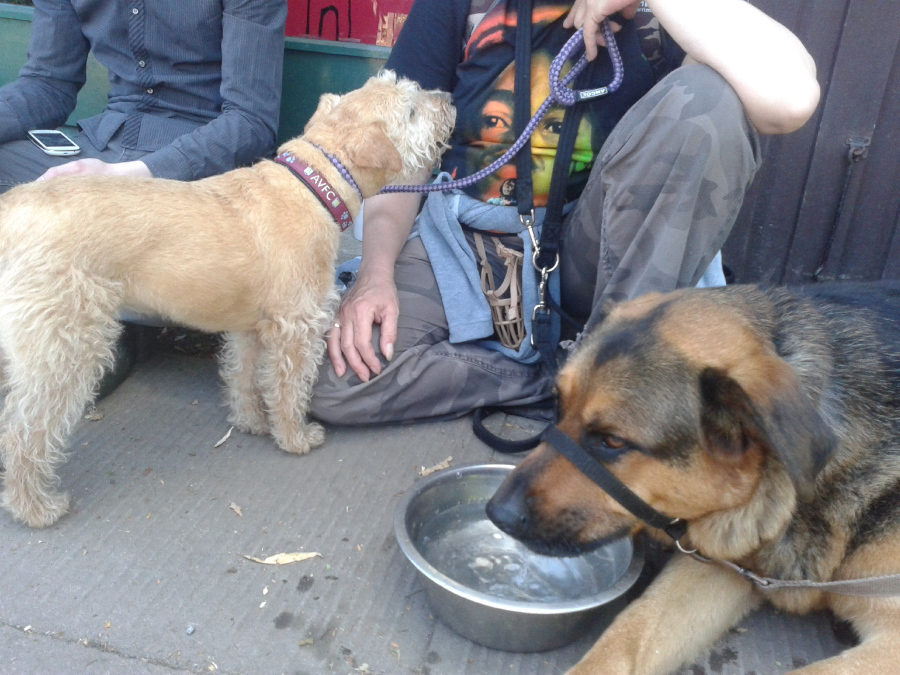 dogs and people relaxing on a walk