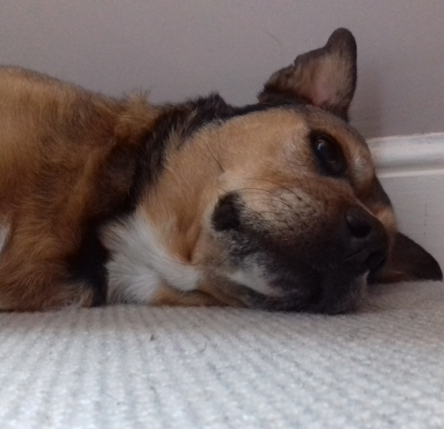 Kai relaxing on the landing